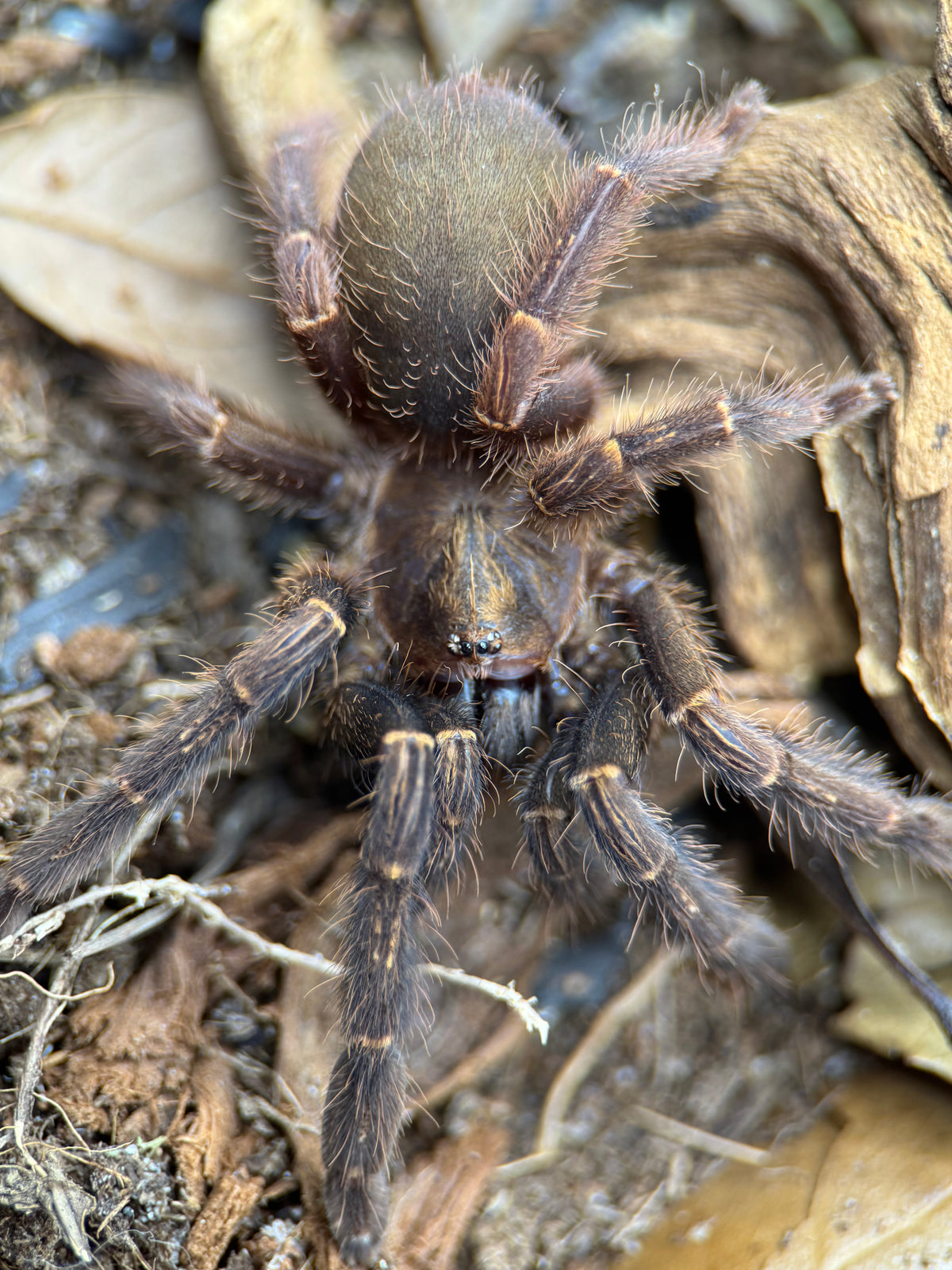 Ephebopus rufescens – Red Skeleton Tarantula | Live Arrival Guarantee