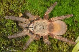 Ephebopus uatuman – Emerald Skeleton Tarantula | Rare New World Fossorial | Live Arrival Guarantee