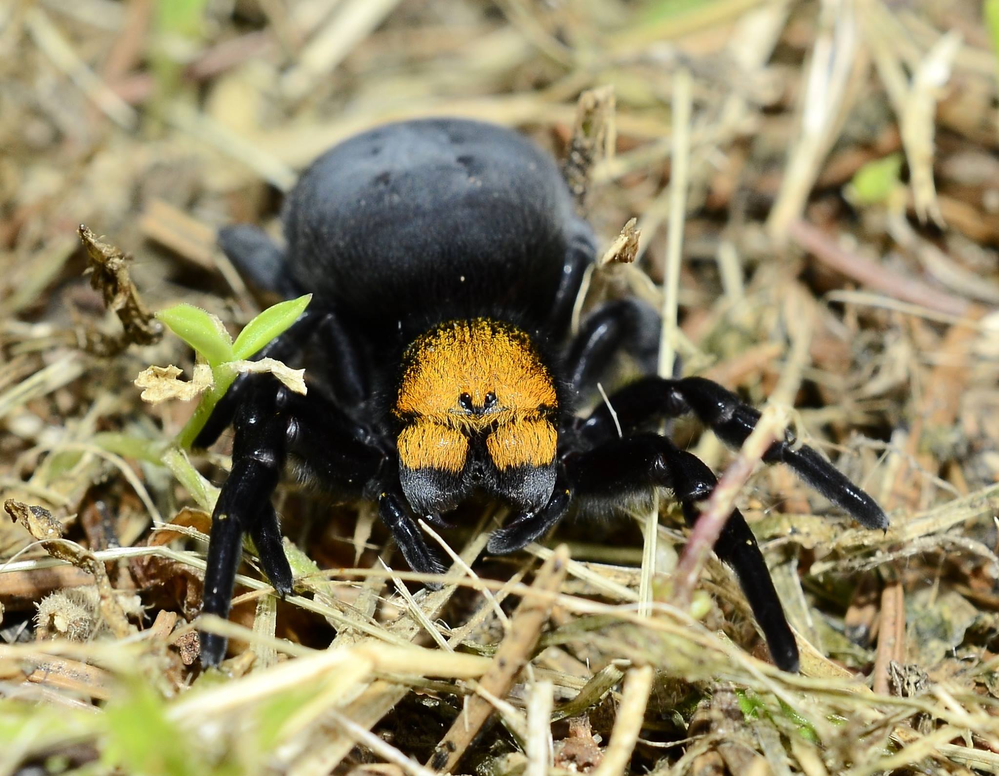 Eresus moravicus – Yellow Faced Velvet Spider | Rare Old World Velvet Spider | Live Arrival Guarantee
