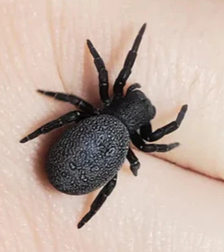 Eresus ruficapillus – Italian Ladybird Spider | Rare Old World Velvet Spider | Live Arrival Guarantee
