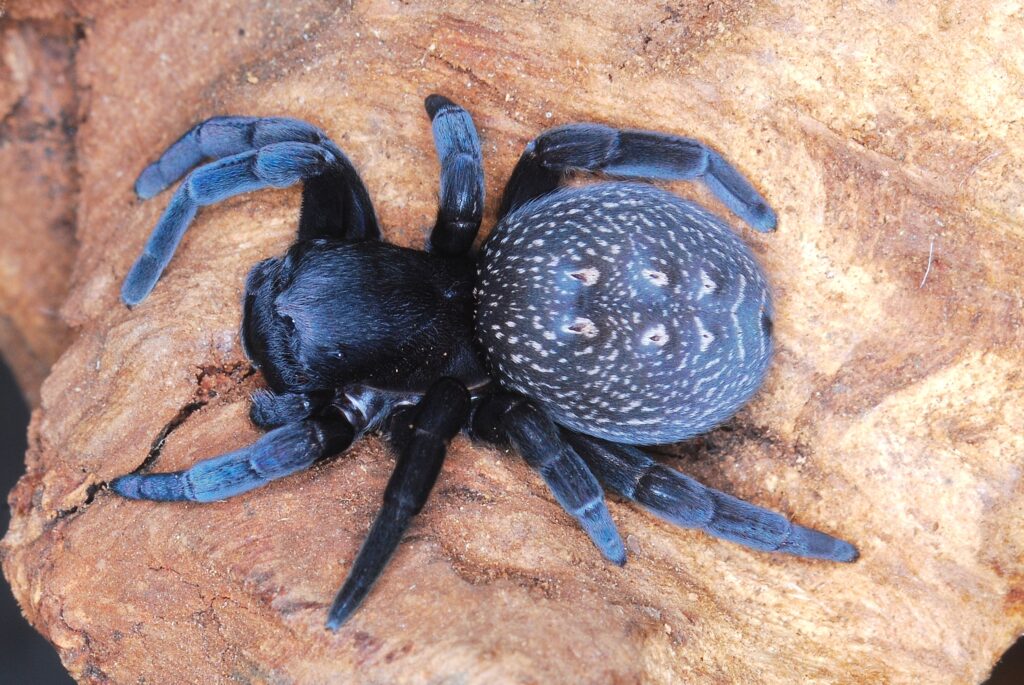Eresus walckenaeri – Greek Velvet Spider | Adorable Plushy Spood | Live Arrival Guarantee