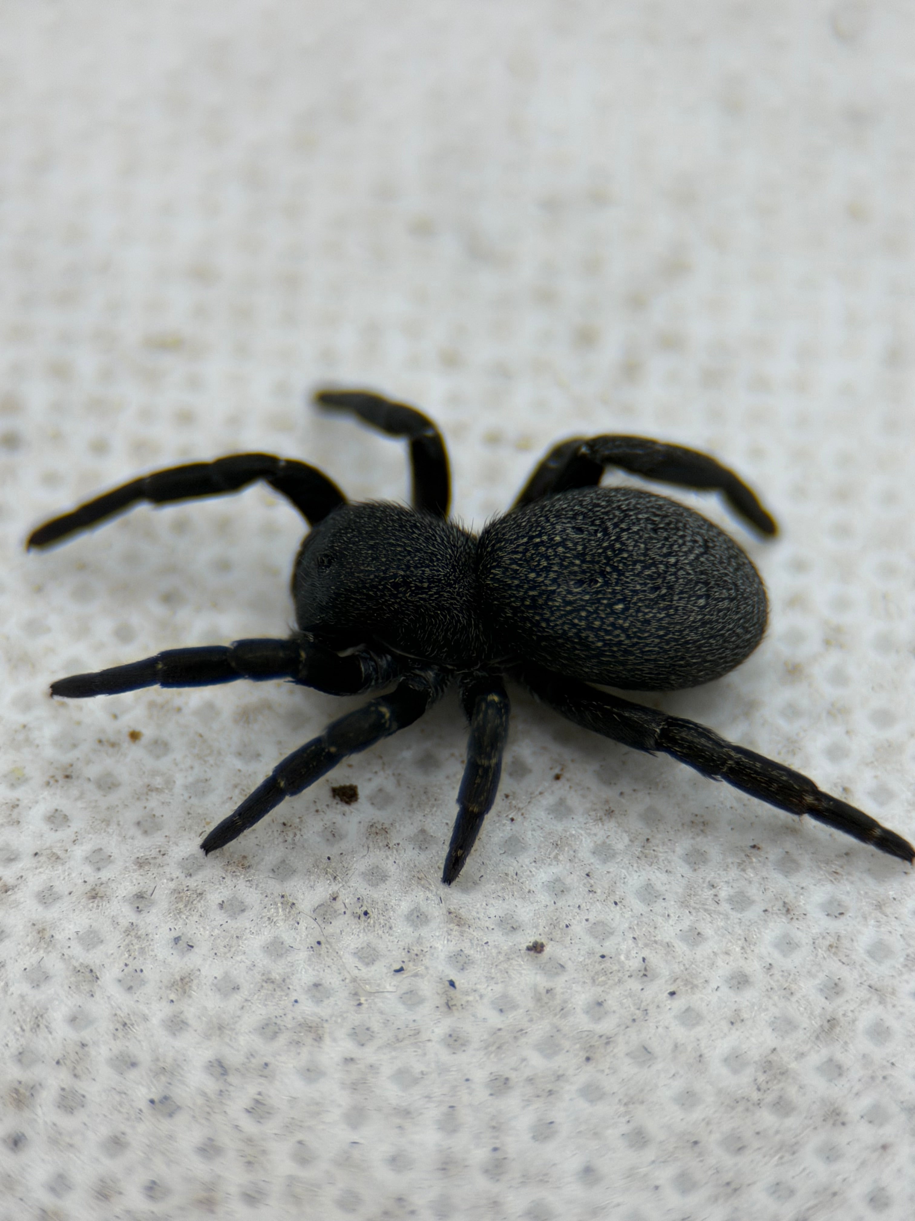 Eresus walckenaeri – Greek Velvet Spider | Adorable Live Plushy Spood | Live Arrival Guarantee