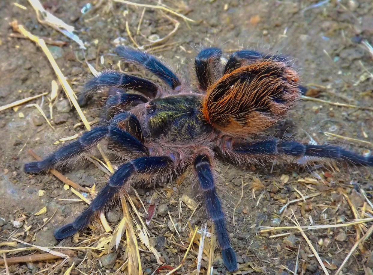 Euathlus sp. Tigre Azul – Chilean Twilight Tiger Tarantula | Rare Dwarf New World Species | Live Arrival Guarantee