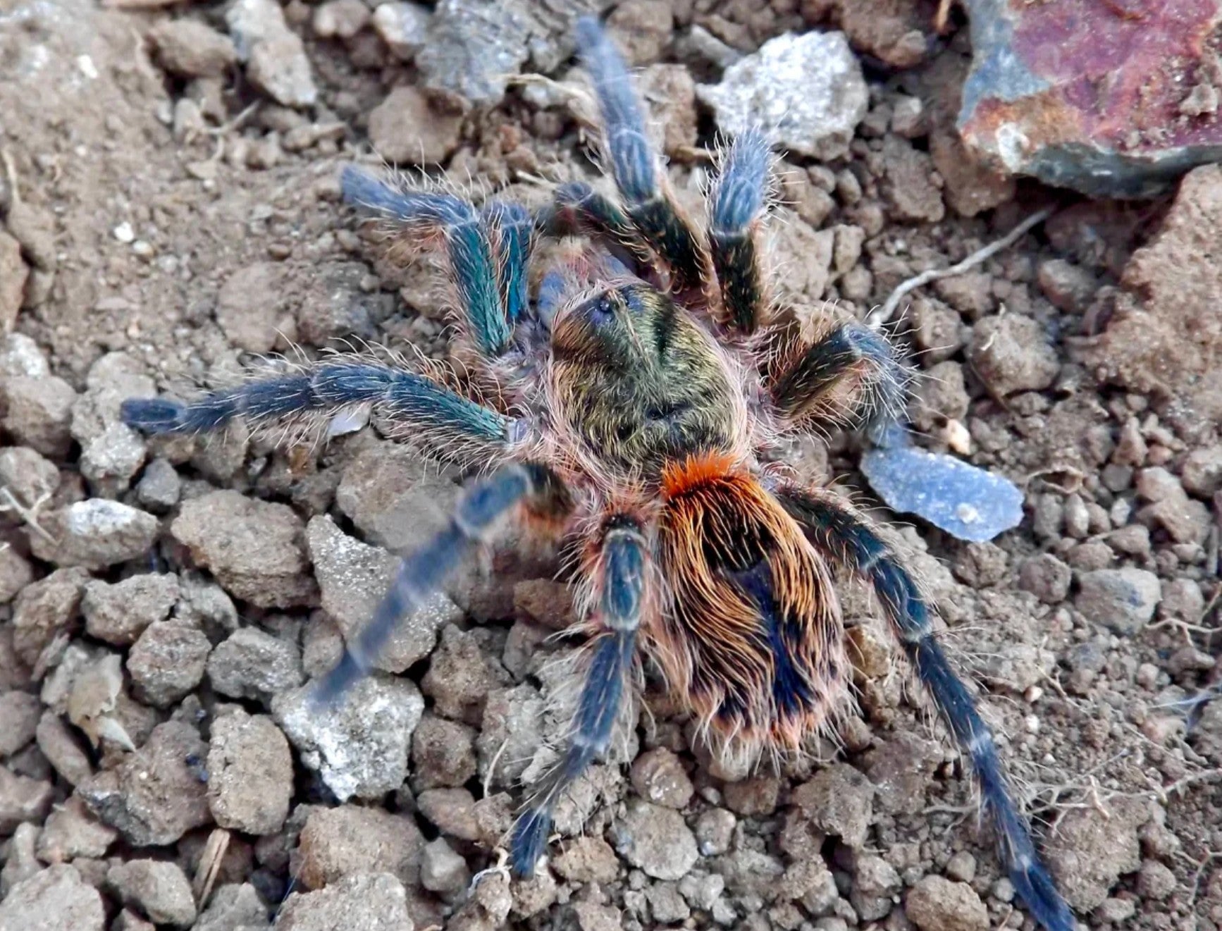 Euathlus sp Smaragd Tiger – Chilean Emerald Tiger | Metallic Green Striped Beauty | Live Arrival Guarantee
