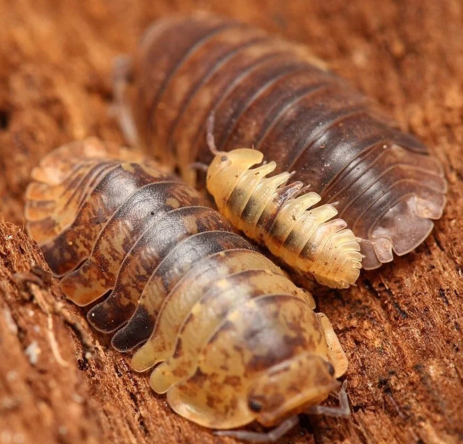 Filippinodillo sp Cordova – Cordova Isopods | Unique Philippine Species | Live Arrival Guarantee