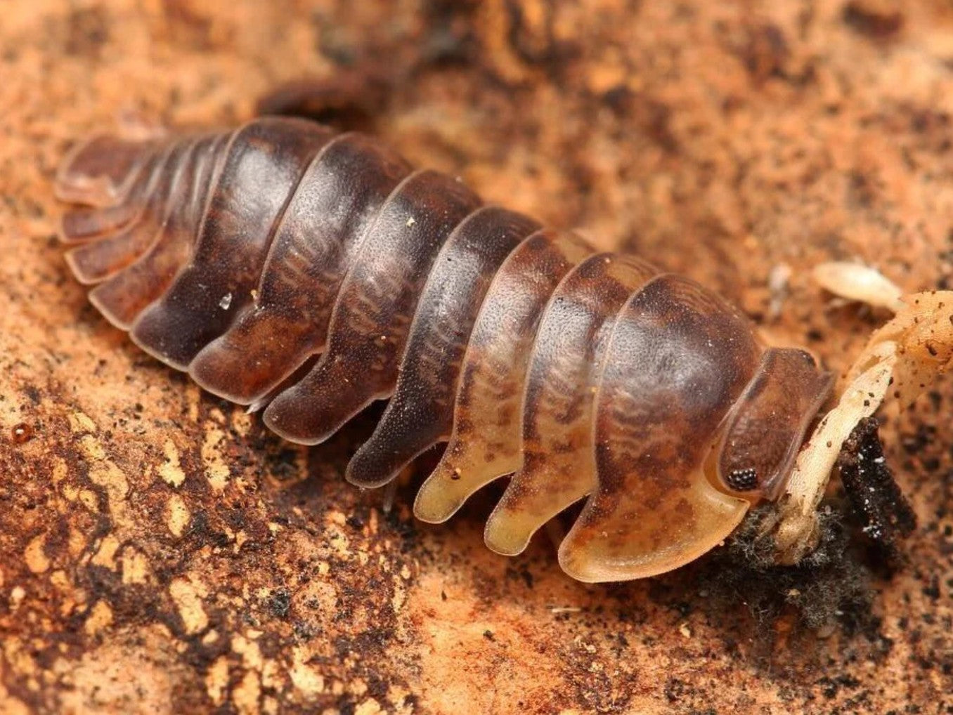 Filippinodillo sp Cordova – Cordova Isopods | Unique Philippine Species | Live Arrival Guarantee