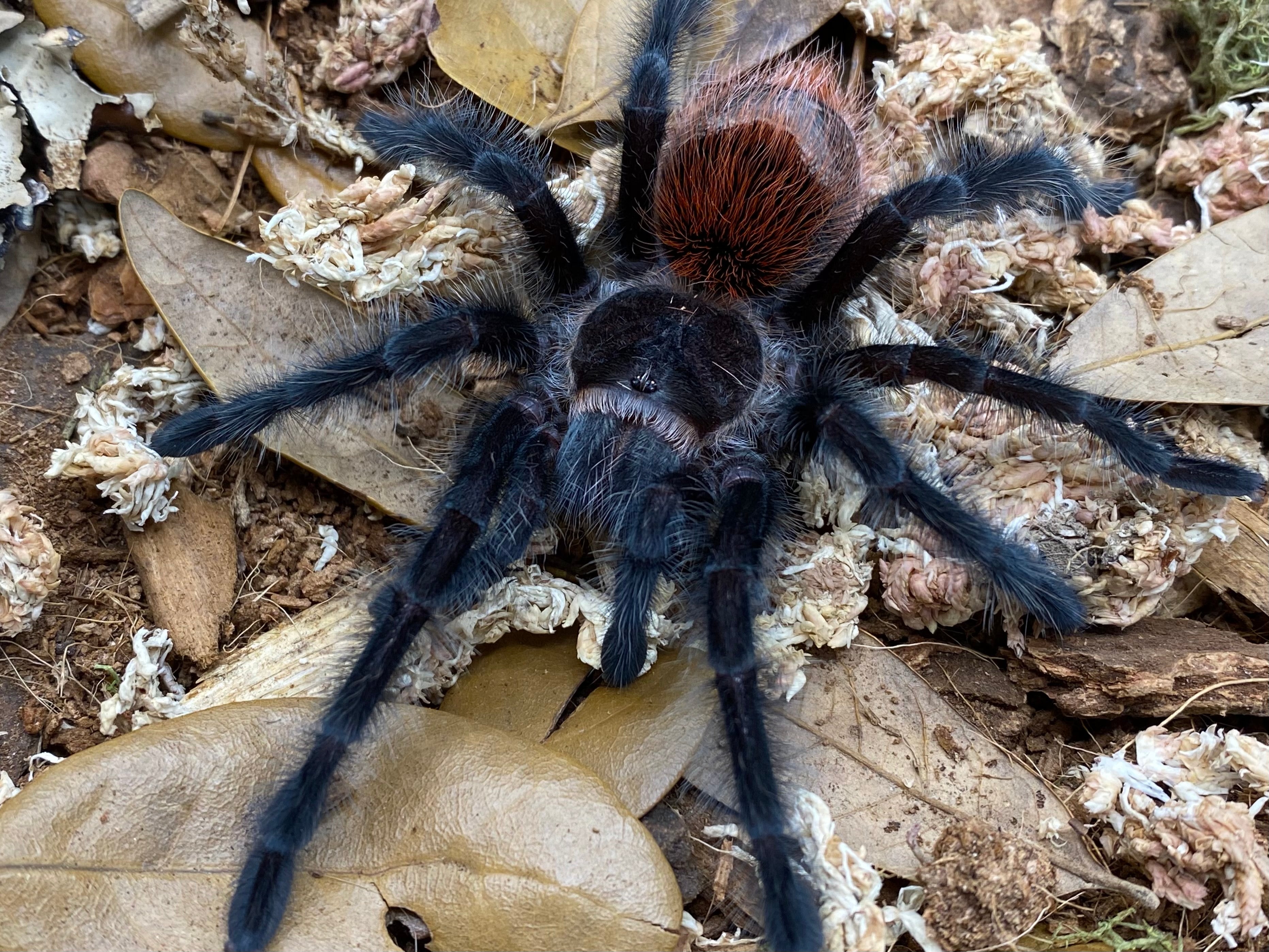 Grammostola actaeon – Brazilian Wooly Black Tarantula | Rare South American Giant | Live Arrival Guarantee