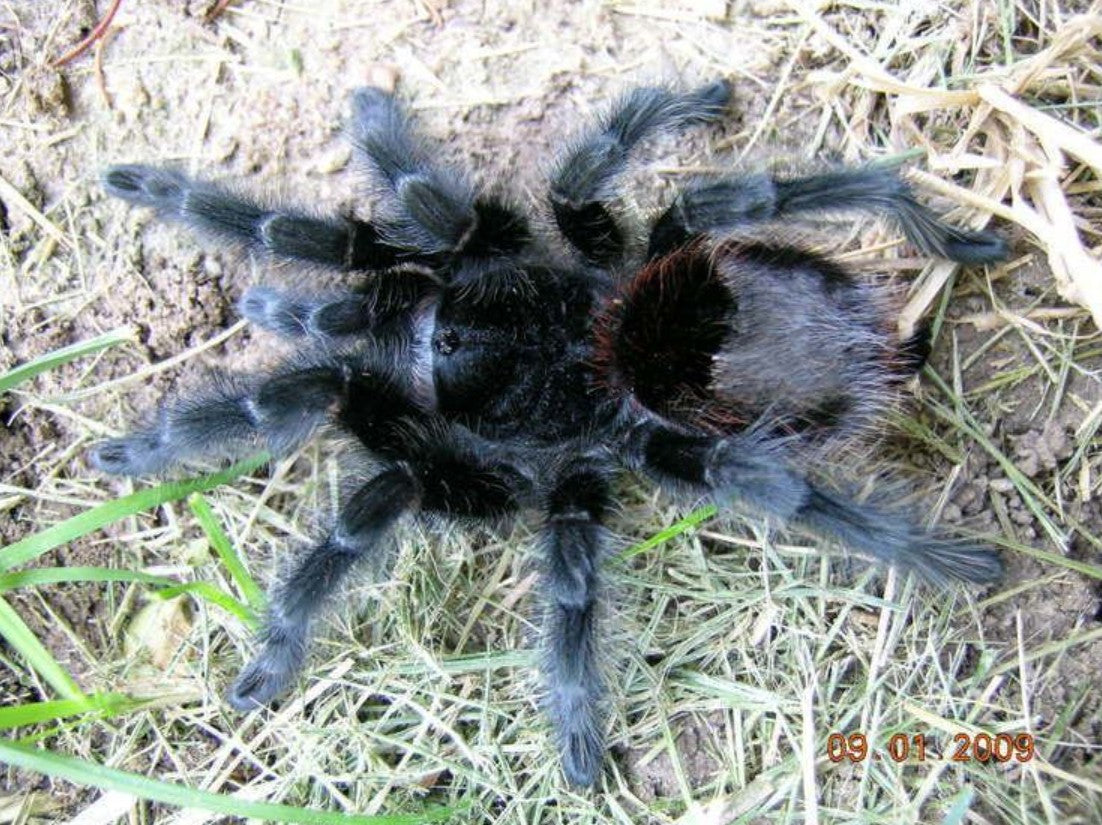 Grammostola actaeon – Brazilian Wooly Black Tarantula | Rare South American Giant | Live Arrival Guarantee