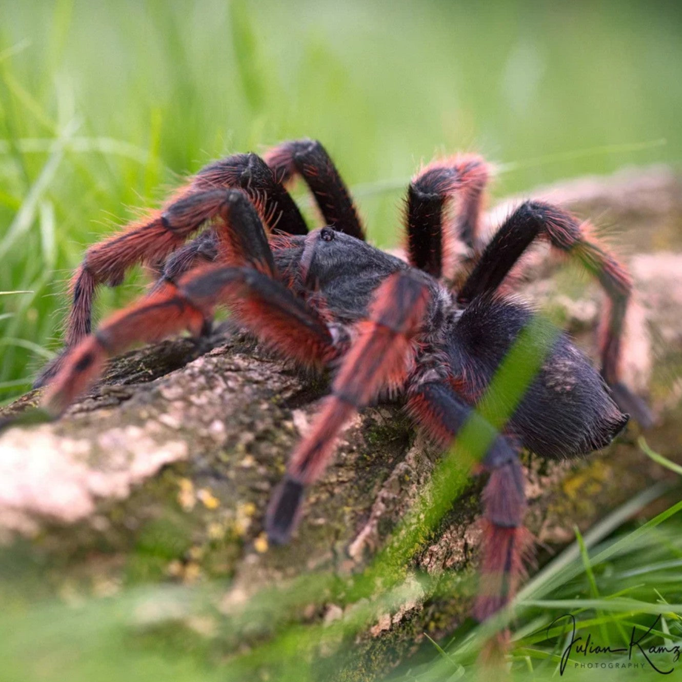 Grammostola anthracina - Brazilian Giant Tawny Red Tarantula for Sale | Live Arrival Guarantee