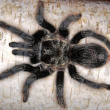 Grammostola grossa – Guarani Giant Tarantula | Docile Giant New World Species | Live Arrival Guarantee