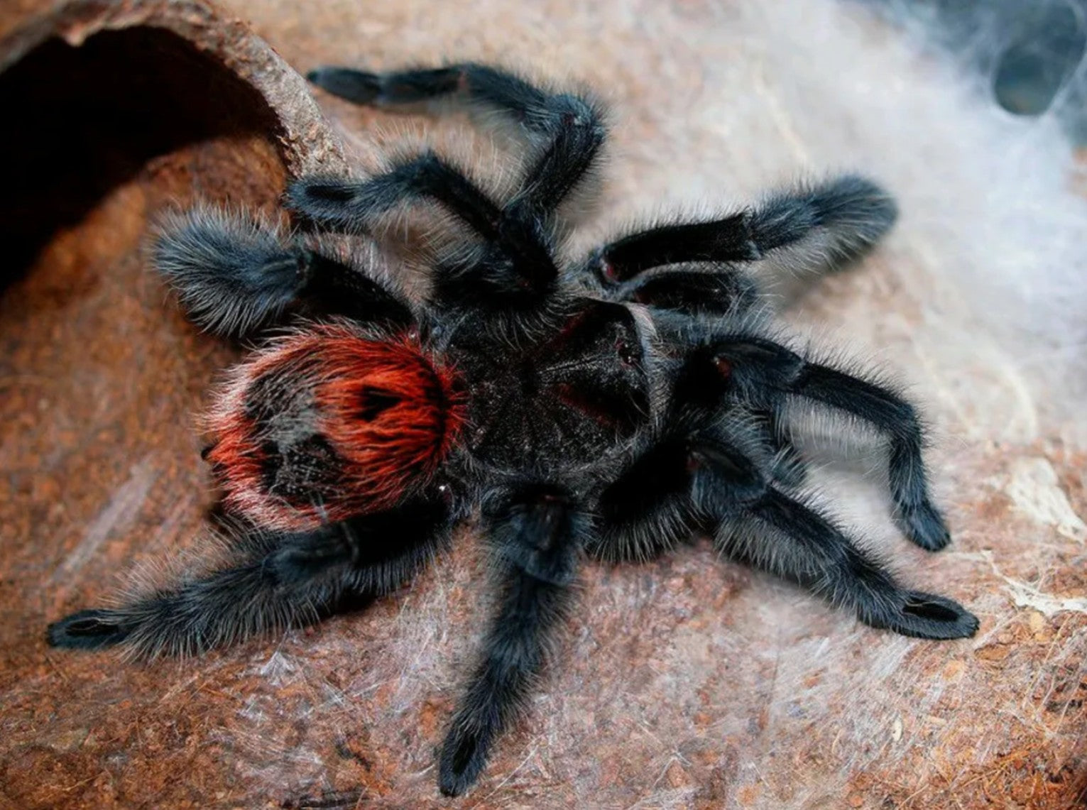 Grammostola iheringi – Entre Rios Tarantula | Rare South American Giant | Live Arrival Guarantee
