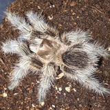 Grammostola sp North – Wooly Gold + White Tarantula | Stunning Fluffy Beauty | Live Arrival Guarantee