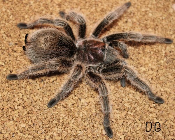 Grammostola rosea ex Grammostola porteri - Chilean Rose Hair Tarantula for Sale | Live Arrival Guarantee