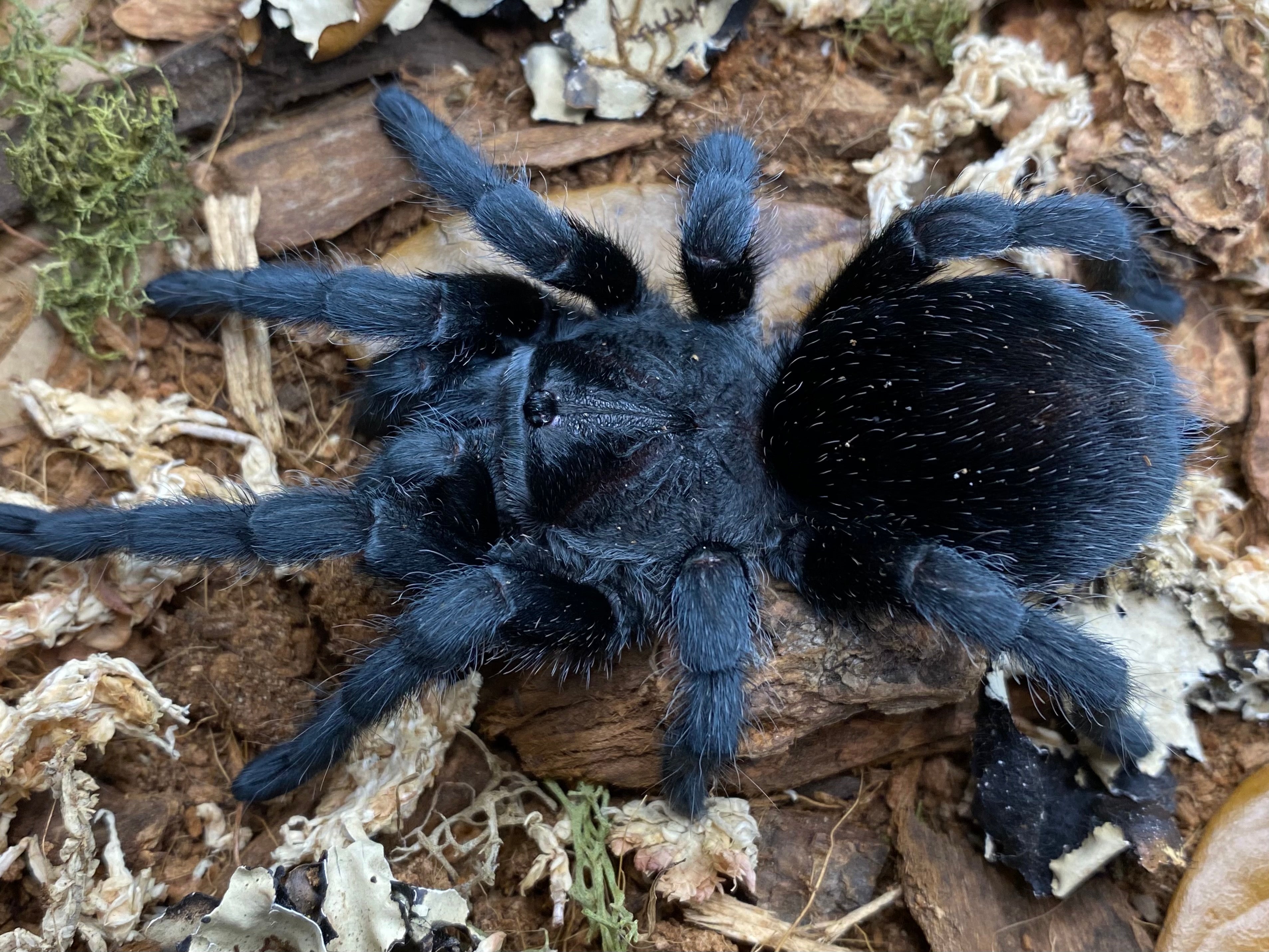 Grammostola pulchra - Brazilian Black Tarantula for Sale | Live Arrival Guarantee