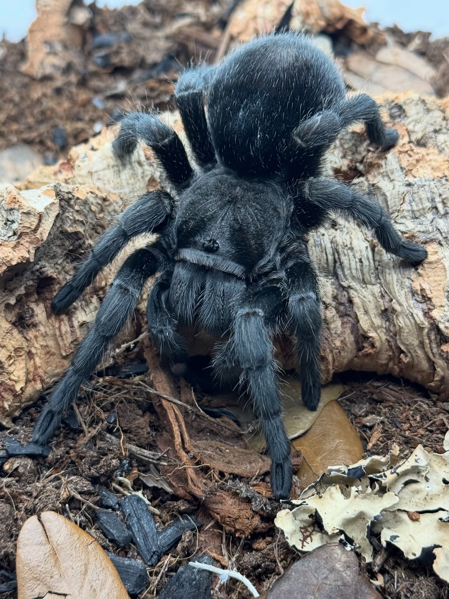 Grammostola pulchra - Brazilian Black Tarantula for Sale | Live Arrival Guarantee