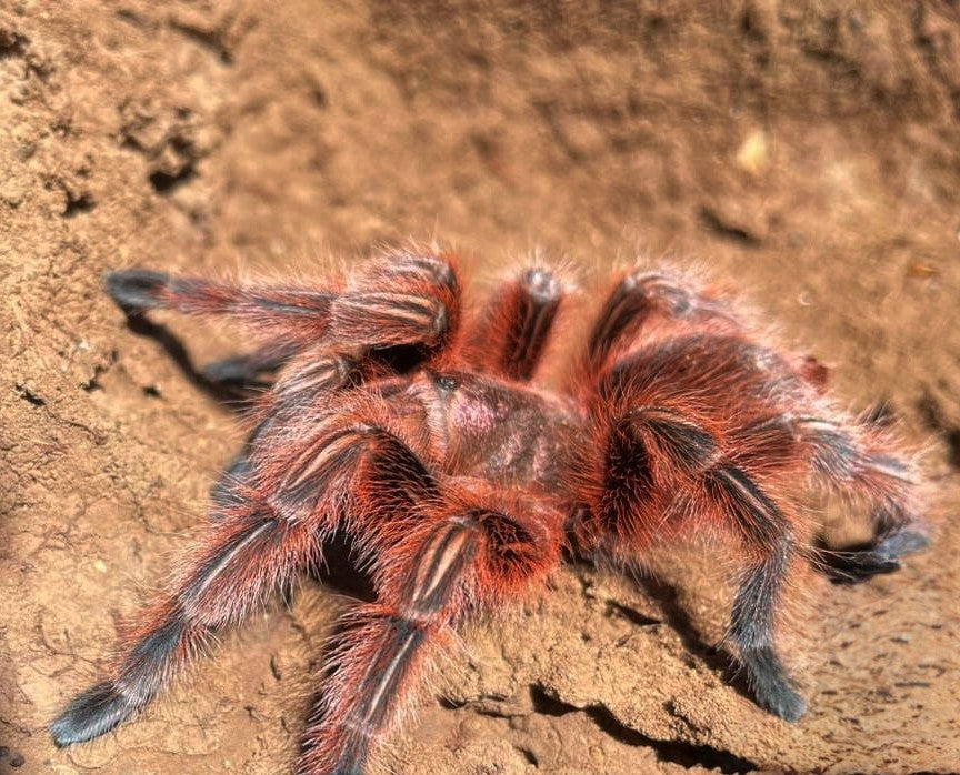 Grammostola rosea RCF - Chilean Rose Hair 'Red' Tarantula for Sale | Live Arrival Guarantee