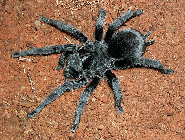 Grammostola pulchra - Brazilian Black Tarantula for Sale | Live Arrival Guarantee