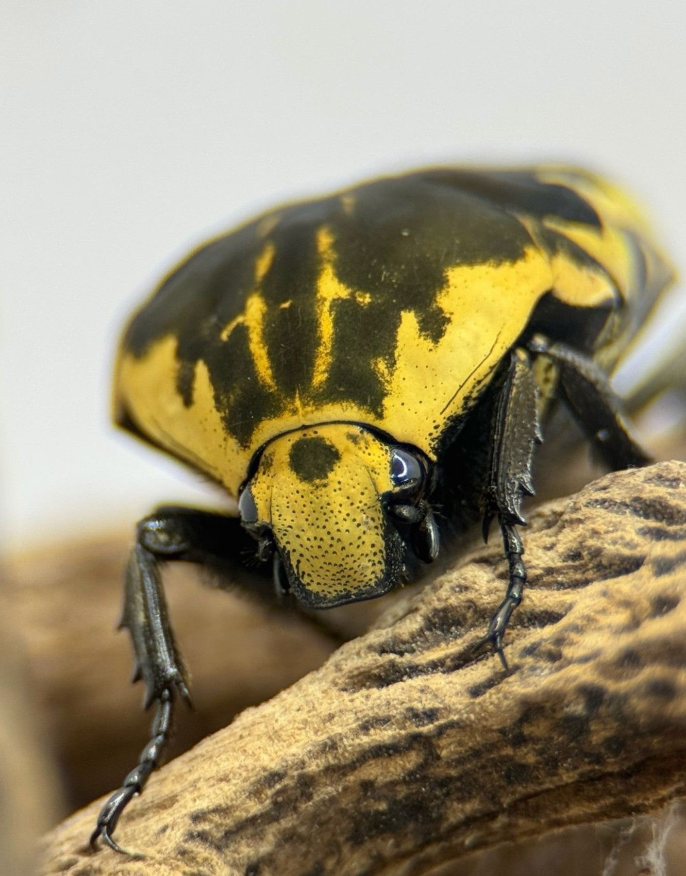 Gymnetis thula – Harlequin Flower Beetle | Native North American Flower Beetle | Live Arrival Guarantee