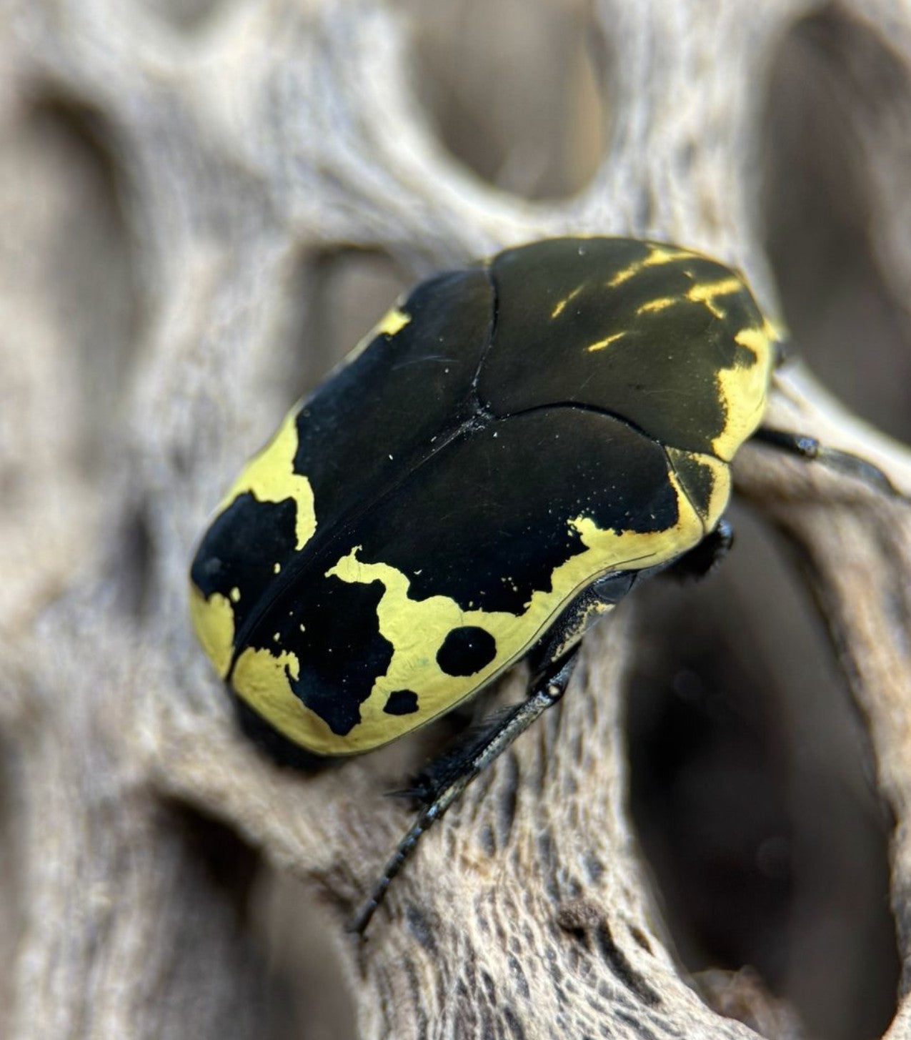 Gymnetis thula – Harlequin Flower Beetle | Native North American Flower Beetle | Live Arrival Guarantee