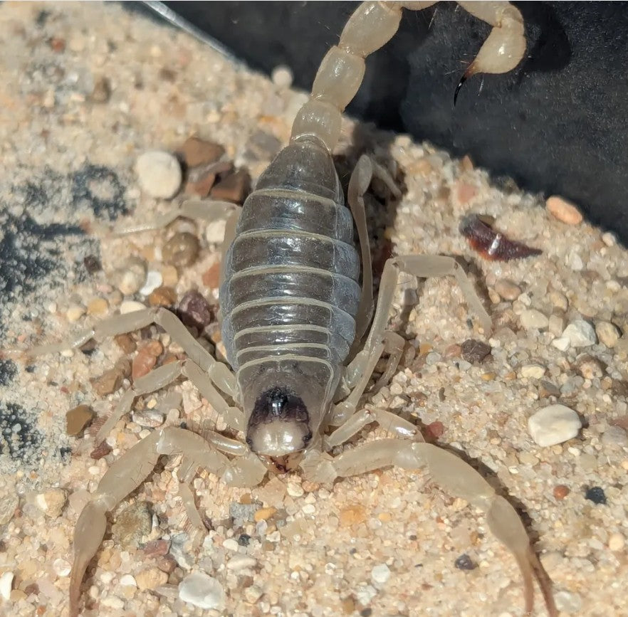 Hadrurus arizonensis pallidus – Giant Blonde Desert Hairy Scorpion | Largest North American Scorpion | Live Arrival Guarantee