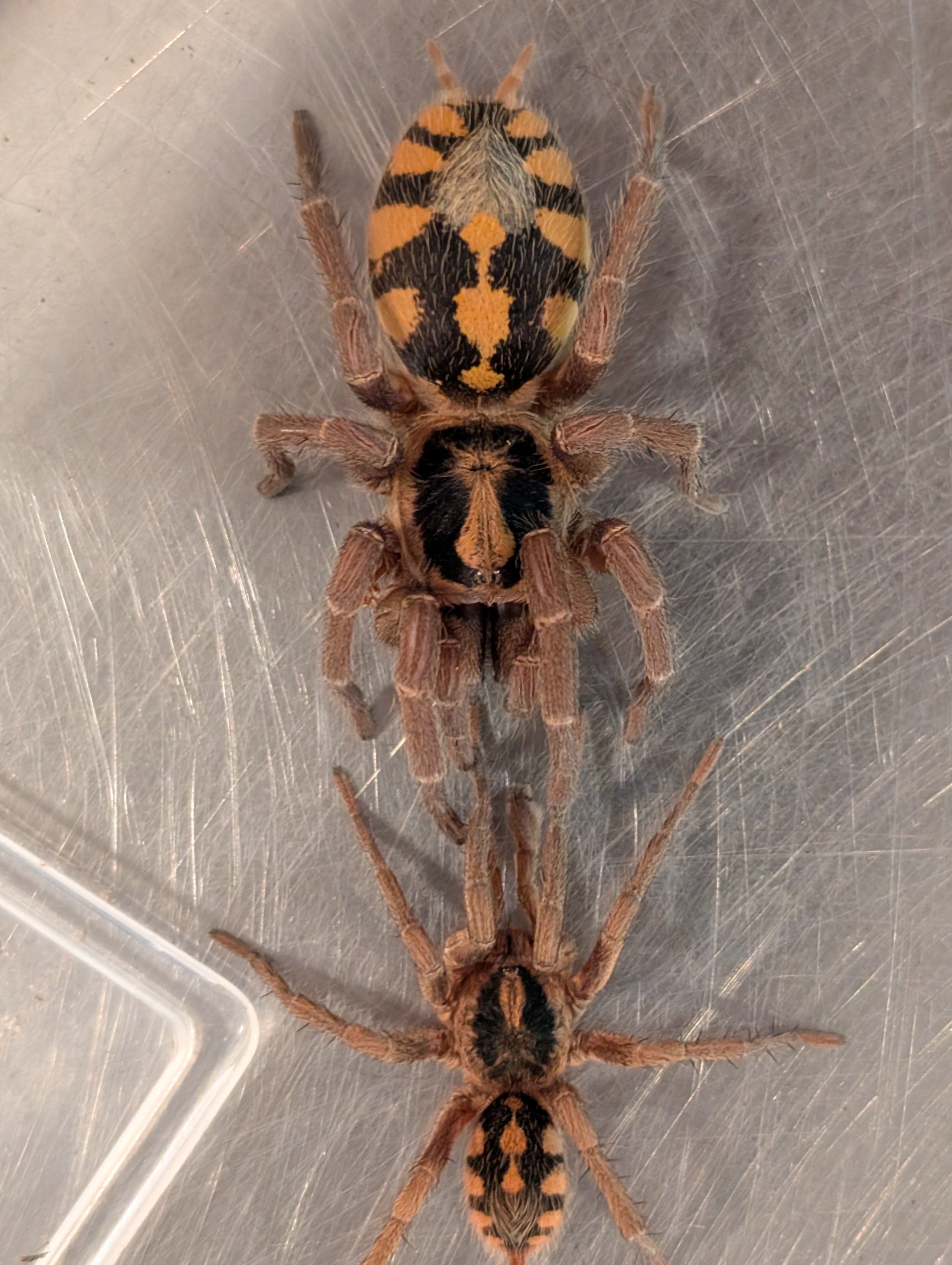 Hapalopus formosus - Pumpkin Patch Tarantula for Sale | Live Arrival Guarantee