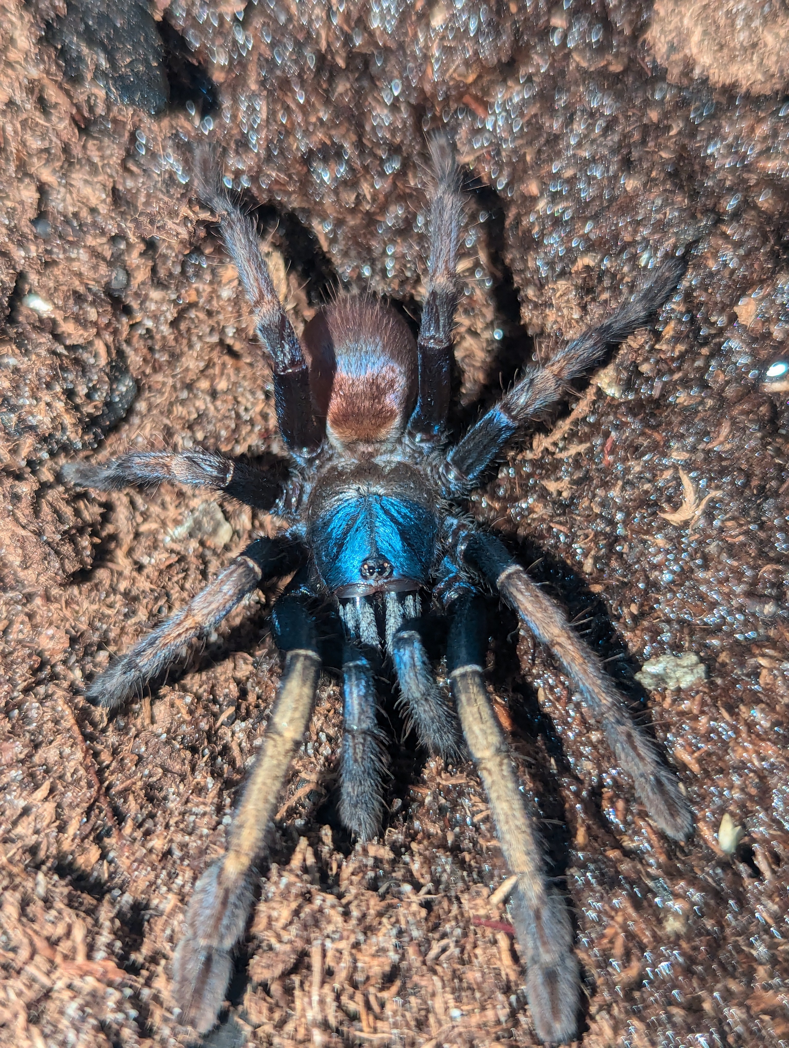 Cilantica psychedelicus - Psychedelic Earth Tiger Tarantula for Sale | Live Arrival Guarantee