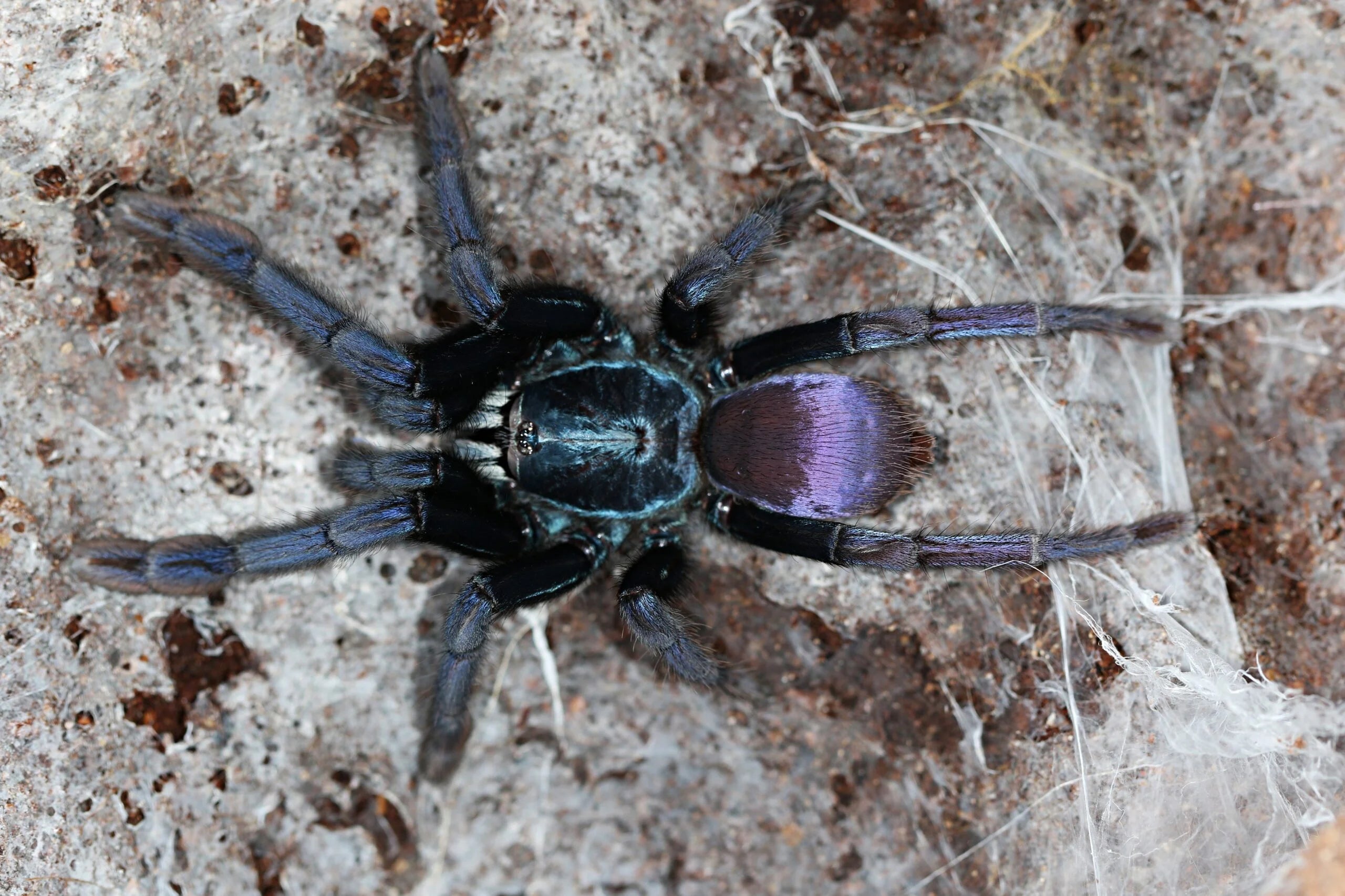 Cilantica psychedelicus - Psychedelic Earth Tiger Tarantula for Sale | Live Arrival Guarantee