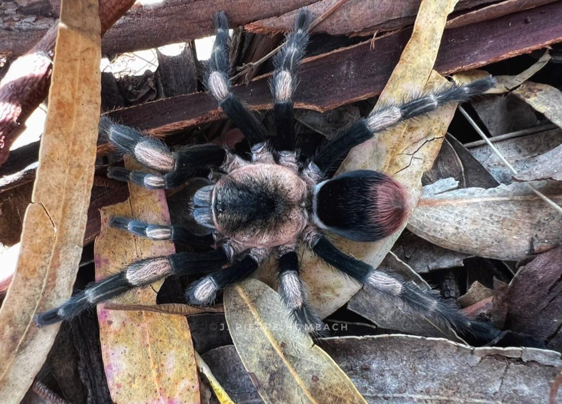 Hapalotremus major – Peruvian White Banded Tarantula | Stunning Terrestrial Species | Live Arrival Guarantee
