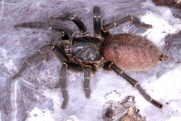 Harpactira marksi - Elizabethfontein Baboon Tarantula for Sale | Live Arrival Guarantee