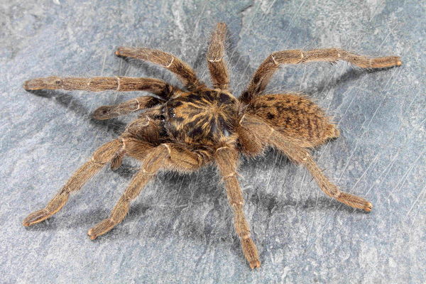Harpactira tigrina - Golden Tiger Baboon Tarantula for Sale | Live Arrival Guarantee