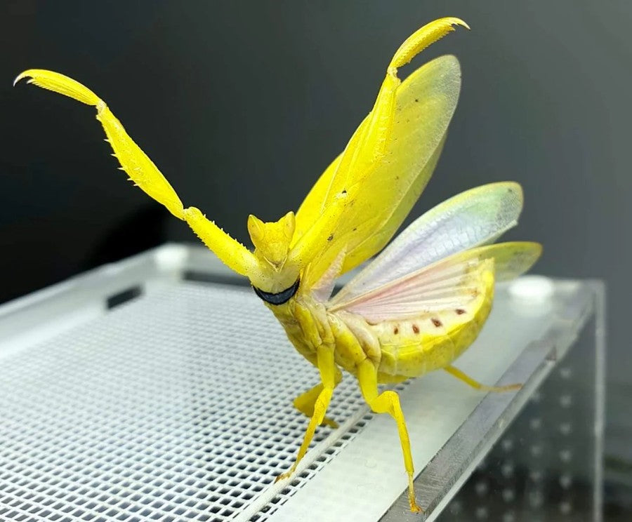 Helvia cardinalis - Yellow Orchid Mantis for Sale | Live Arrival Guarantee