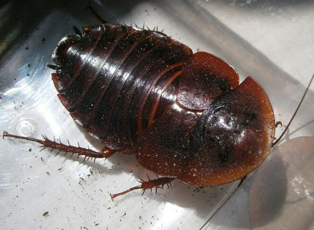 Hemiblabera roseni – Horseshoe Crab Roach | Largest Hemiblabera Species | Live Arrival Guarantee