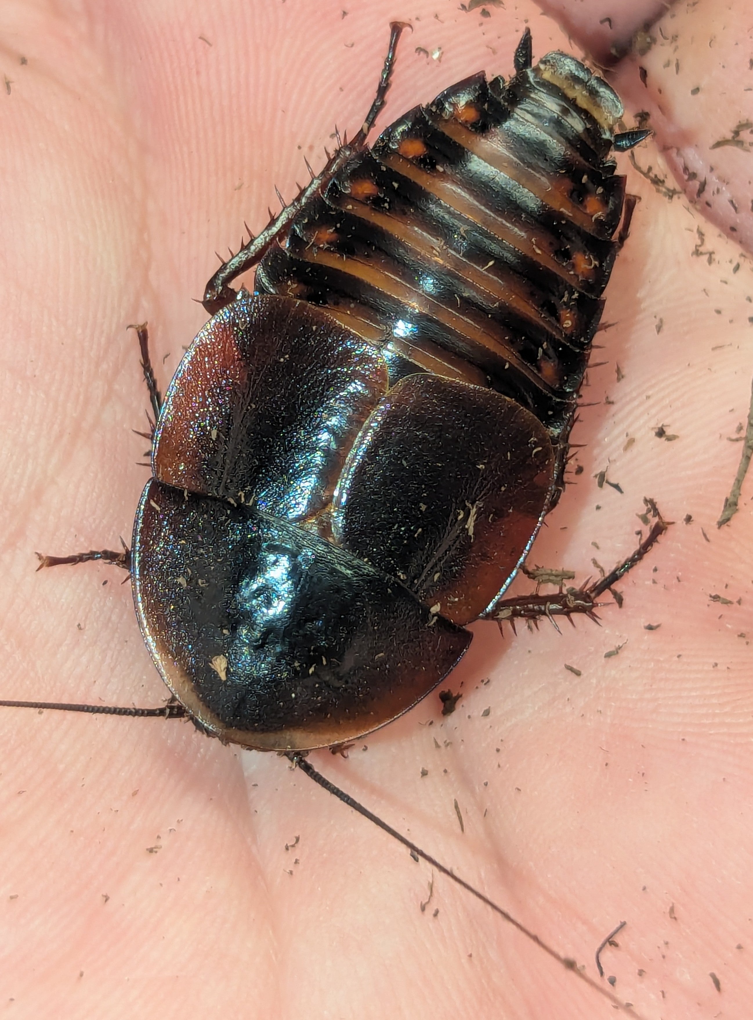 Hemiblabera tenebricosa 'Elliot Key' – Broad Keys Roach | Most Colorful Hemiblabera | Live Arrival Guarantee