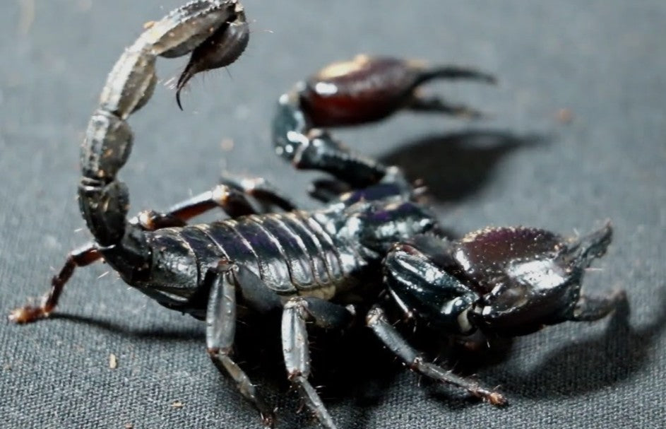 Heterometrus silenus – Asian Forest Scorpion | Impressive Tropical Species | Live Arrival Guarantee