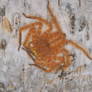 Heteropoda davidbowie – David Bowie Huntsman | Rare Malaysian Species | Live Arrival Guarantee