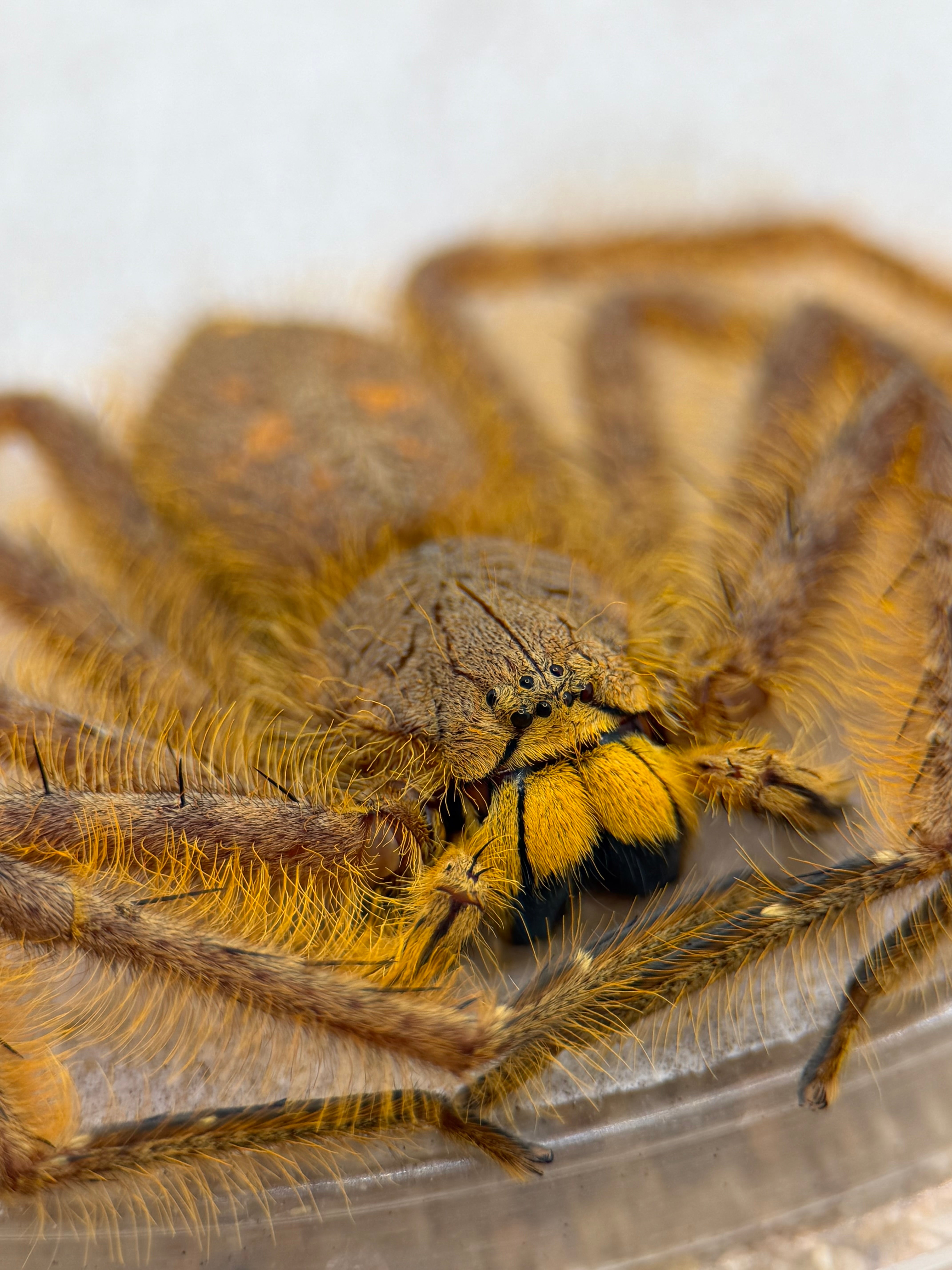Heteropoda davidbowie – David Bowie Huntsman | Rare Malaysian Species | Live Arrival Guarantee