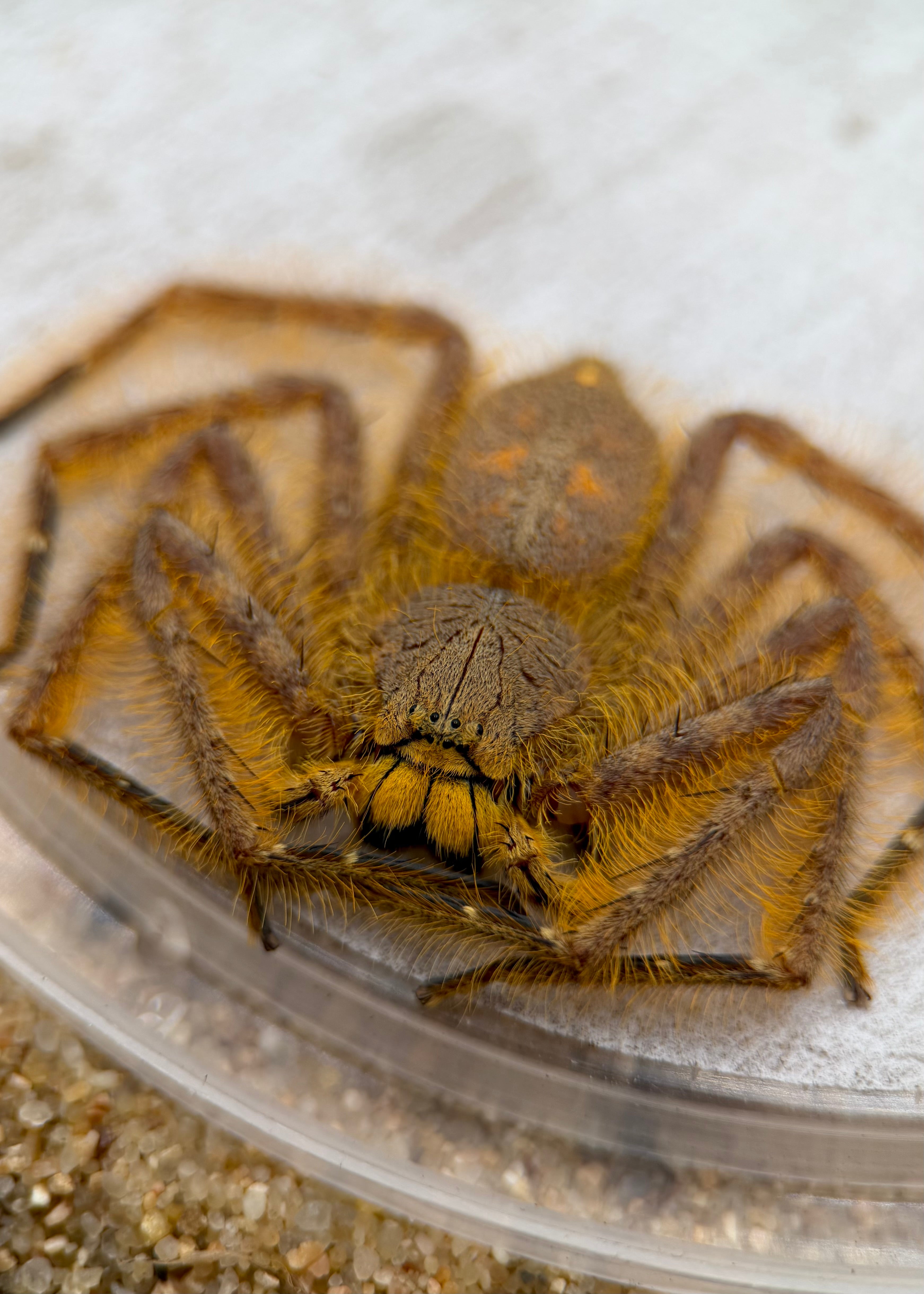 Heteropoda davidbowie – David Bowie Huntsman | Rare Malaysian Species | Live Arrival Guarantee