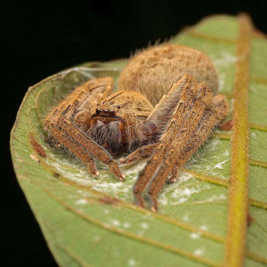 Heteropoda javana – Javana Huntsman Spider | Impressive True Spider Species | Live Arrival Guarantee