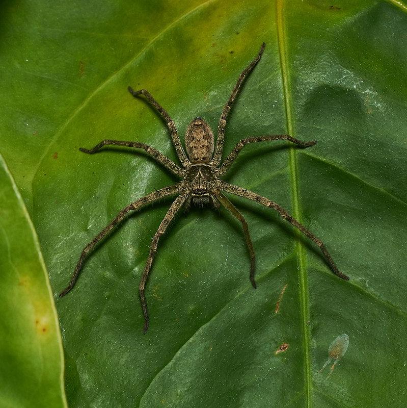 Heteropoda venatoria – Giant Crab Huntsman Spider | Cosmopolitan Species | Live Arrival Guarantee