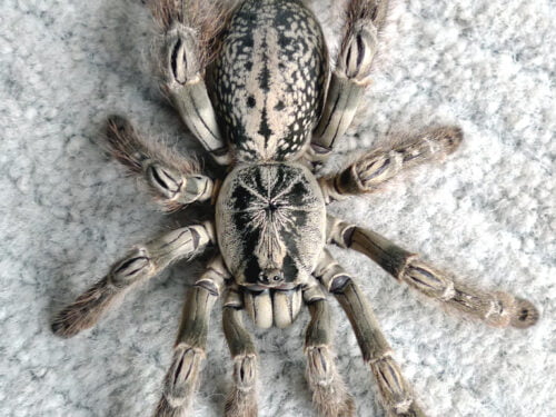 Togo Starburst Baboon Tarantula for Sale - Heteroscodra maculata