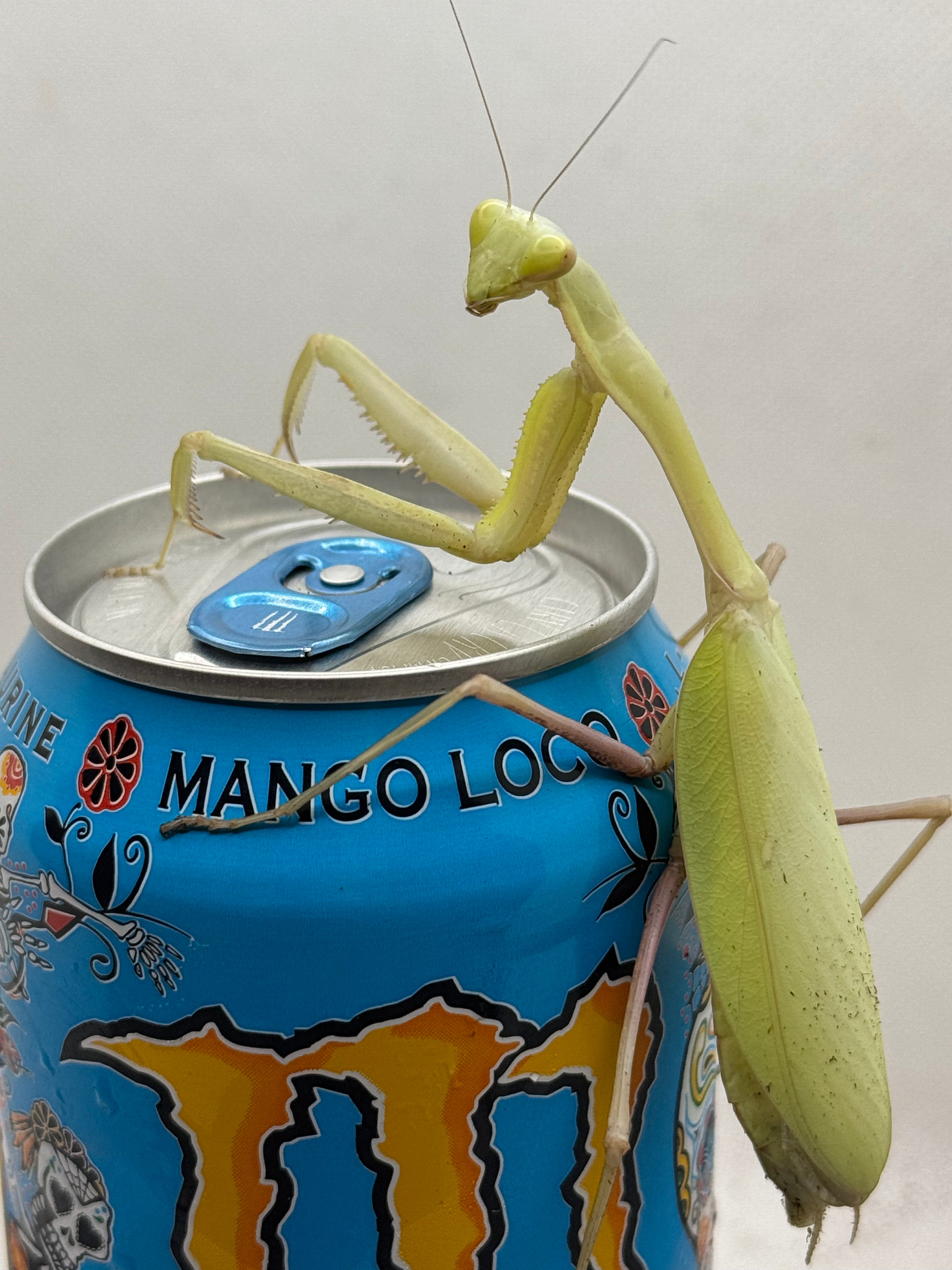 Hierodula membranacea - Giant Asian Mantis for Sale | Live Arrival Guarantee