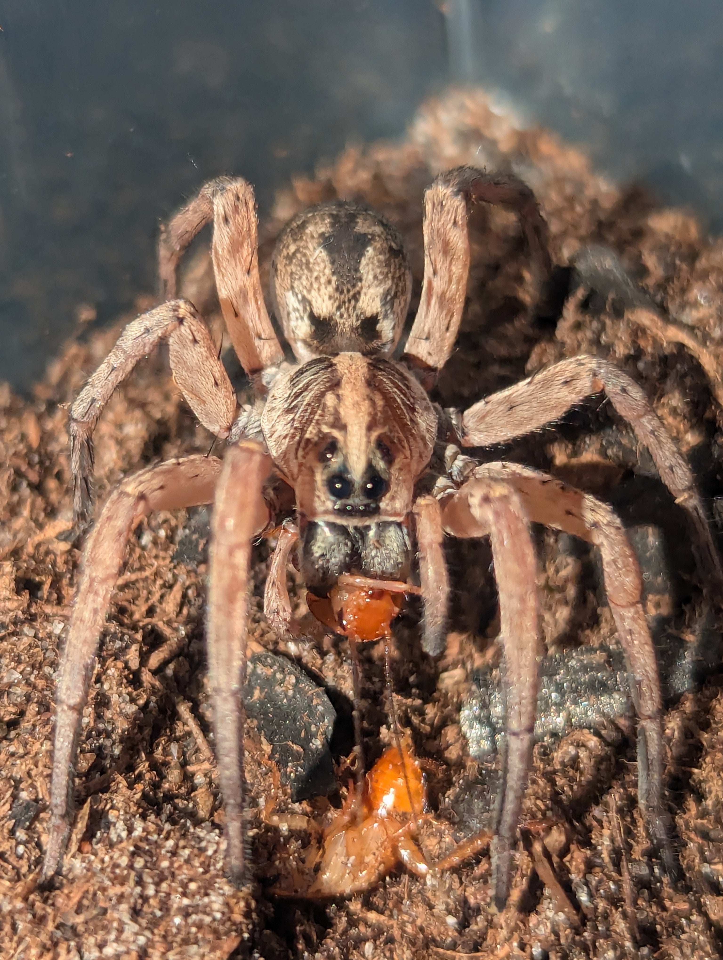 Hogna miami – Miami Wolf Spider | Rare Florida Endemic | Live Arrival Guarantee