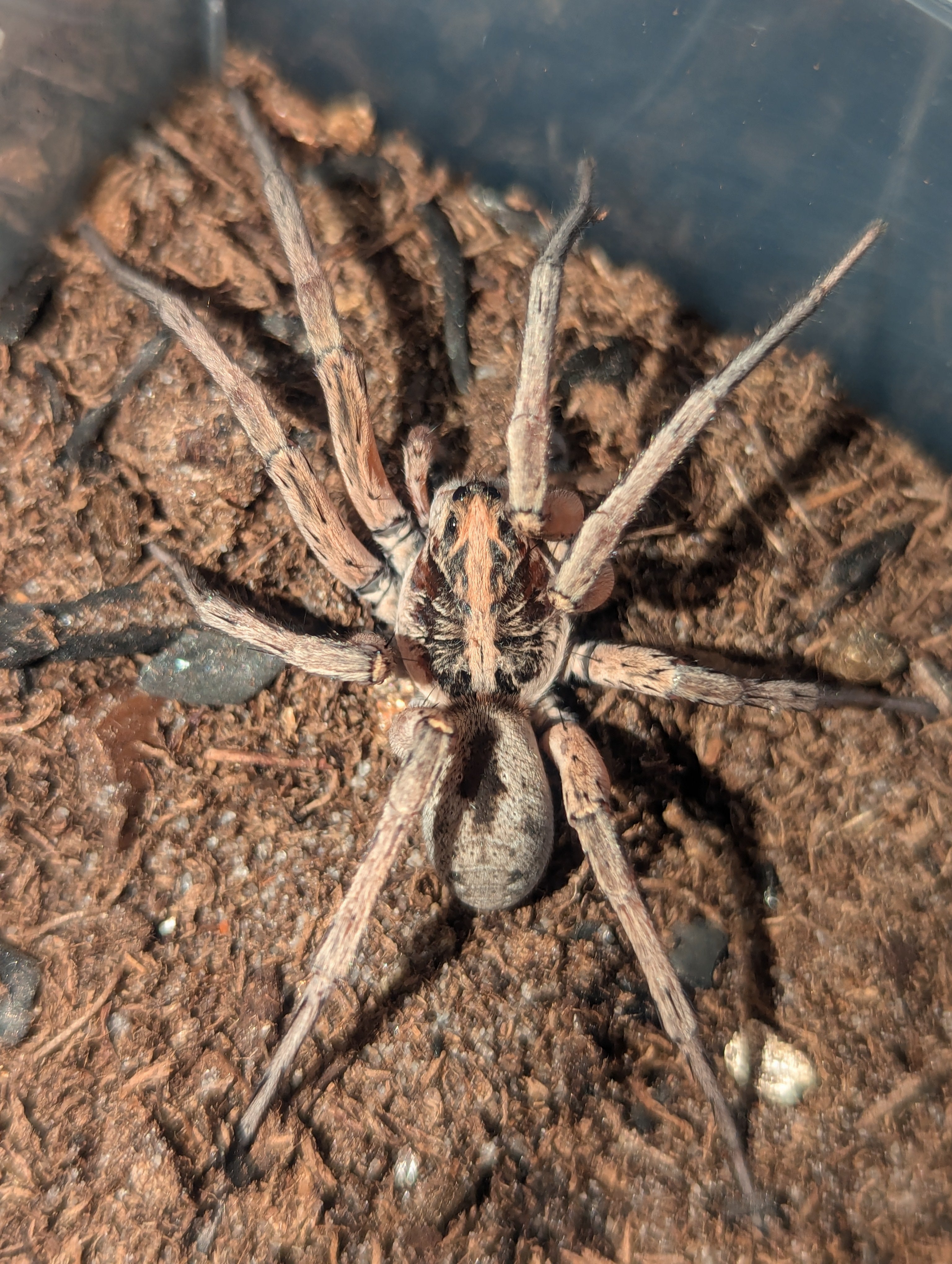 Hogna miami – Miami Wolf Spider | Rare Florida Endemic | Live Arrival Guarantee