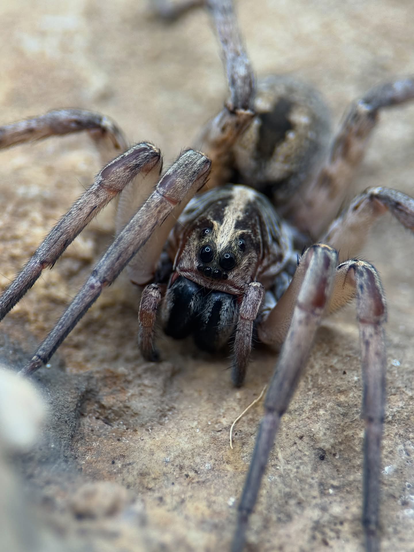 Hogna miami – Miami Wolf Spider | Rare Florida Endemic | Live Arrival Guarantee