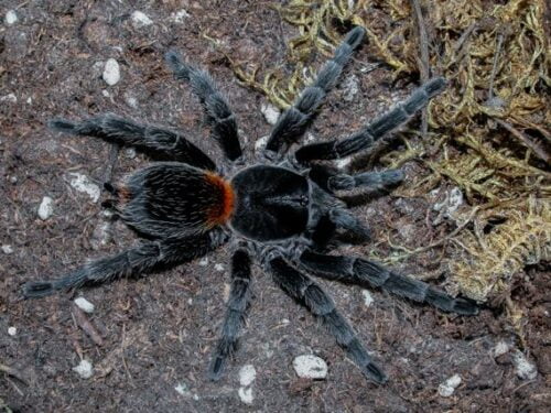 Homoeomma chilense - Chilean Flame Tarantula for Sale | Live Arrival Guarantee