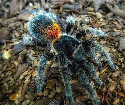 Homoeomma orellanai - Chilean Yellow Flame Tarantula for Sale | Live Arrival Guarantee