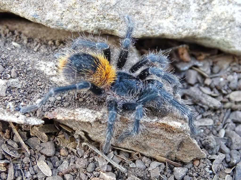 その他 Tarantula 4L Homoeomma orellanai - Chilean Yellow Flame Tarantula for Sale