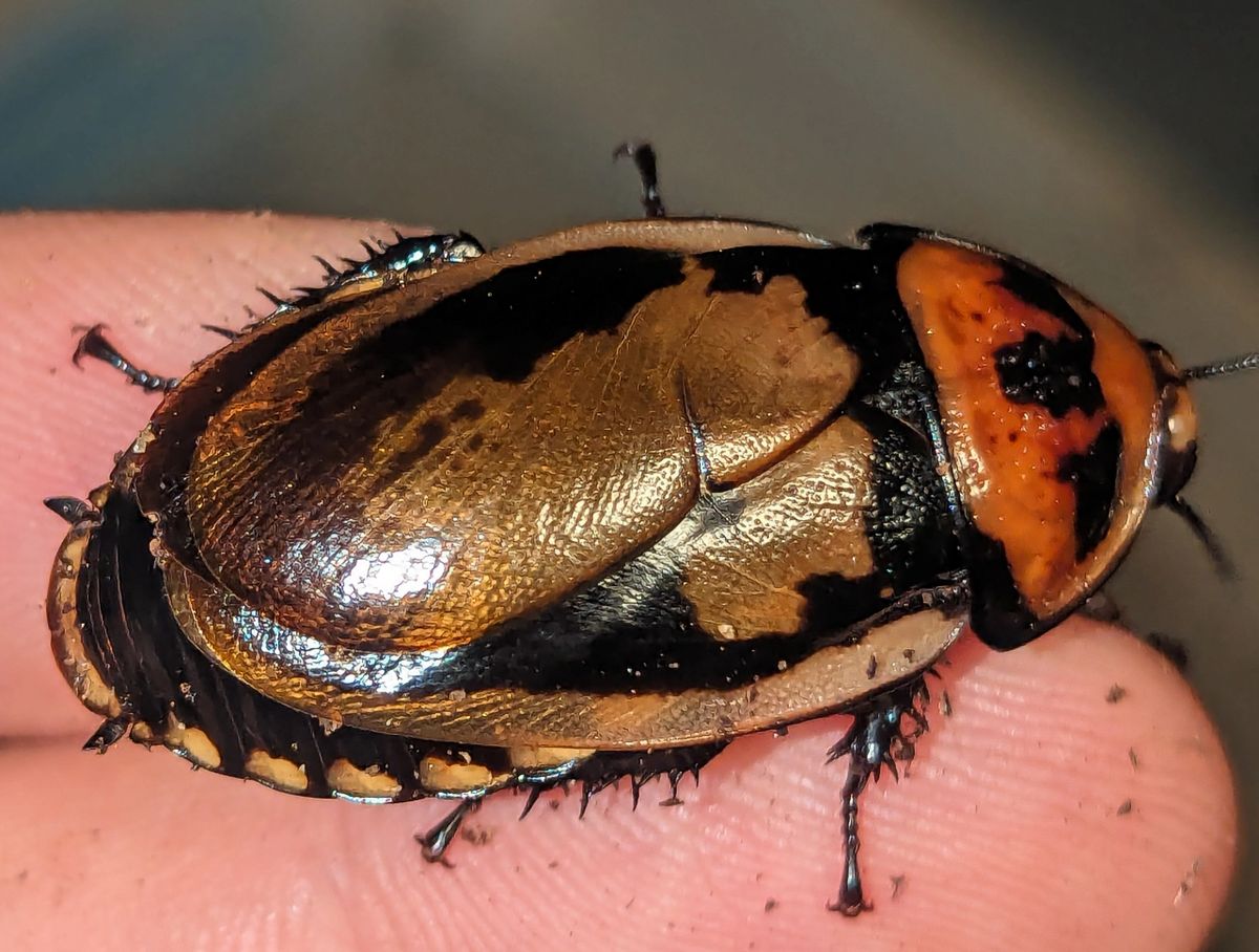 Hormetica strumosa – Swole Horned Roach | Bioluminescent Display Roach | Live Arrival Guarantee