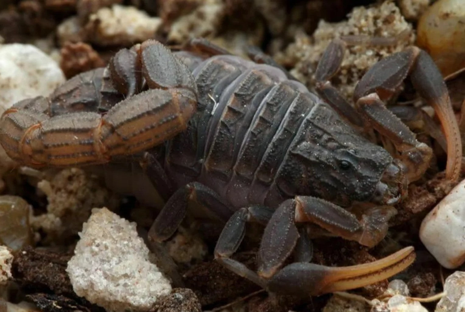 Hottentotta caboverdensis – Cape Verde Alligator Back Scorpion | Rare Parthenogenic Species | Live Arrival Guarantee