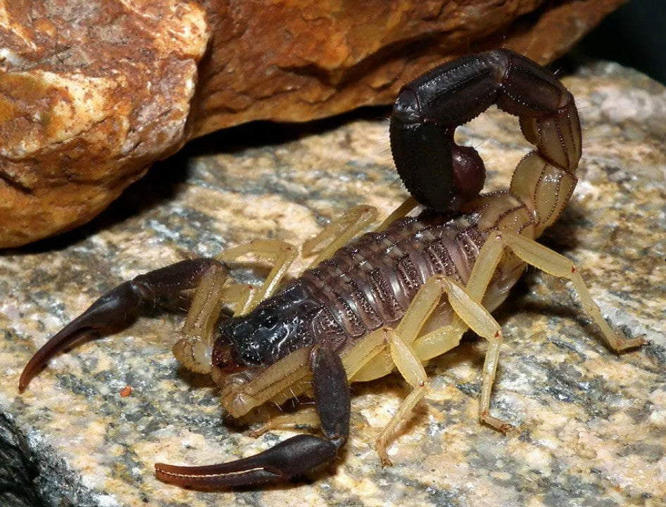 Hottentotta jayakari – Iranian Black Tailed Alligator Back Scorpion | Striking Middle Eastern Species | Live Arrival Guarantee